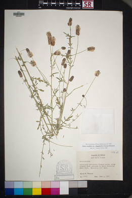 Dalea candida var. oligophylla image