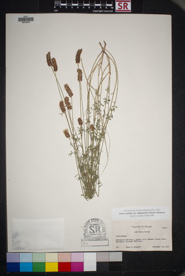 Dalea candida var. oligophylla image