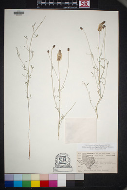 Dalea candida var. oligophylla image