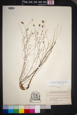 Dalea candida var. oligophylla image