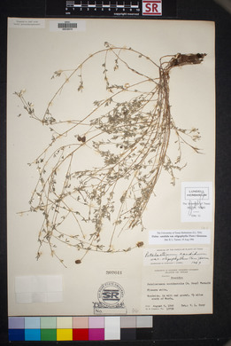 Dalea candida var. oligophylla image