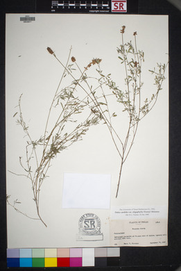 Dalea candida var. oligophylla image