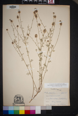 Dalea candida var. oligophylla image