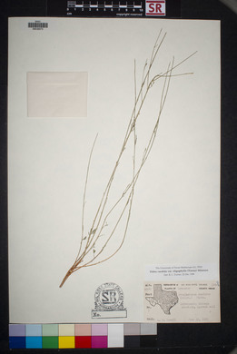 Dalea candida var. oligophylla image