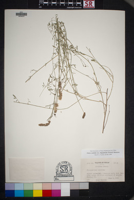 Dalea candida var. oligophylla image