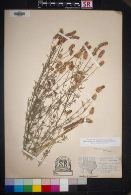 Dalea candida var. oligophylla image