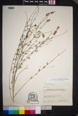 Dalea candida var. oligophylla image