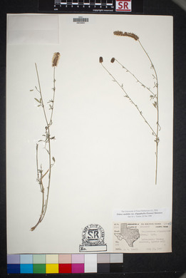 Dalea candida var. oligophylla image