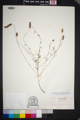 Dalea candida var. oligophylla image