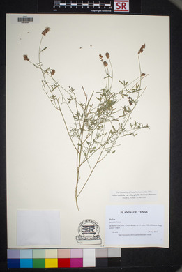 Dalea candida var. oligophylla image