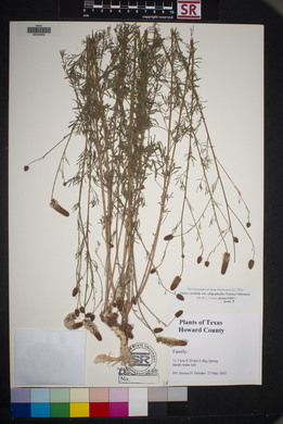 Dalea candida var. oligophylla image