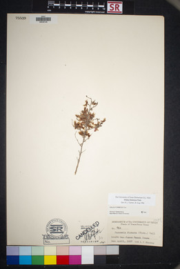 Dalea formosa image