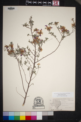 Dalea formosa image