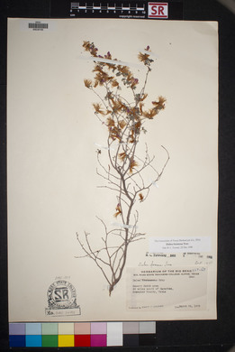 Dalea formosa image