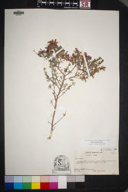 Dalea formosa image