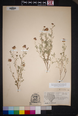 Dalea formosa image