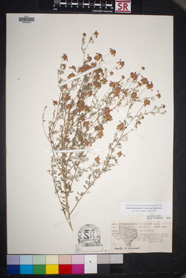 Dalea frutescens image