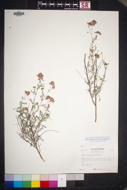 Dalea frutescens image