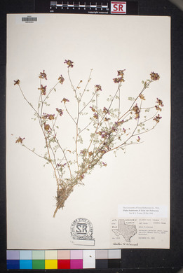 Dalea frutescens image