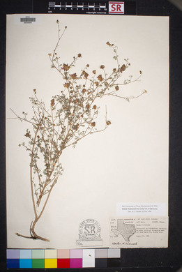 Dalea frutescens image