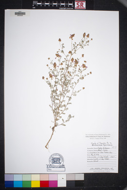 Dalea frutescens image