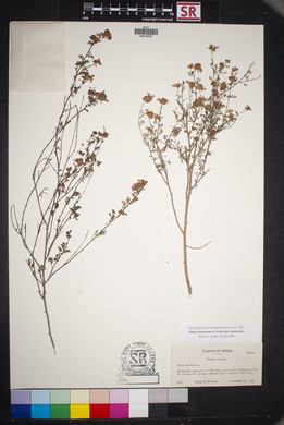 Dalea frutescens image