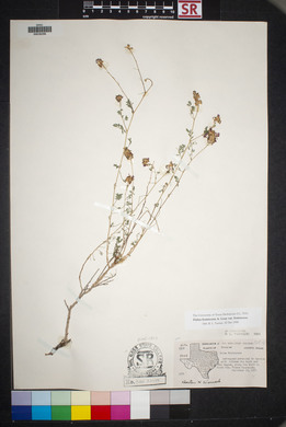 Dalea frutescens image