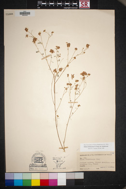 Dalea frutescens image