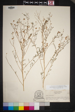 Dalea frutescens image