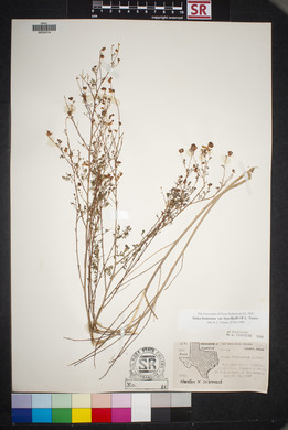 Dalea frutescens image