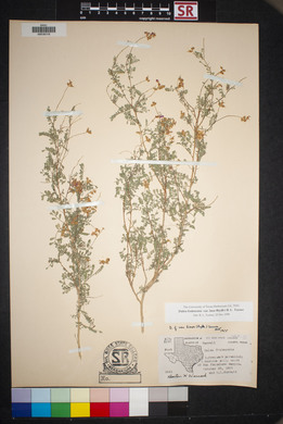 Dalea frutescens image