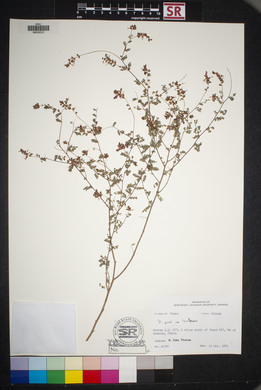 Dalea frutescens image