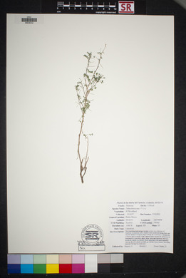 Dalea frutescens image