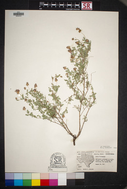 Dalea frutescens image