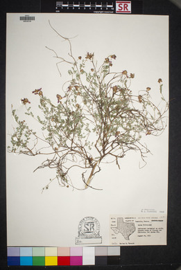 Dalea frutescens image