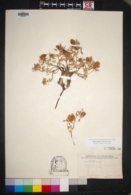 Dalea jamesii image