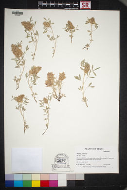 Dalea jamesii image