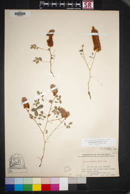 Dalea lachnostachys image