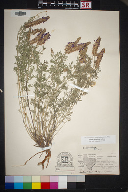 Dalea lasiathera image