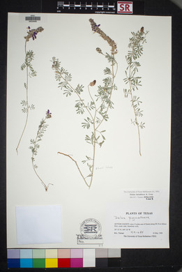 Dalea lasiathera image