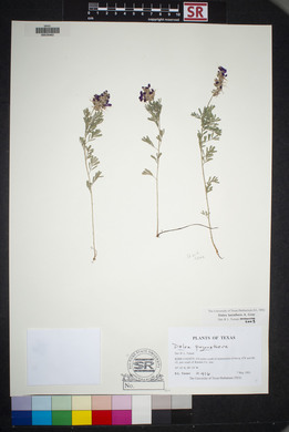 Dalea lasiathera image