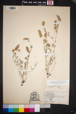 Dalea pogonathera var. pogonathera image