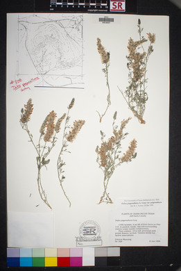 Dalea pogonathera var. pogonathera image