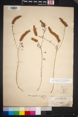 Dalea pogonathera var. pogonathera image