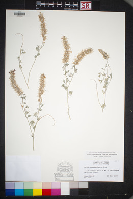 Dalea pogonathera var. pogonathera image