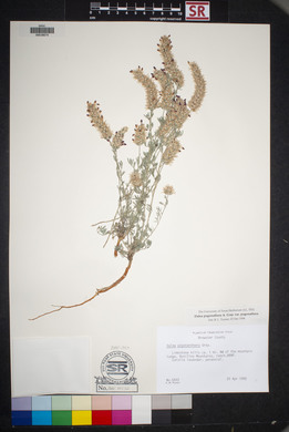 Dalea pogonathera var. pogonathera image