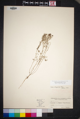 Dalea polygonoides image