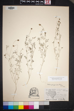 Dalea polygonoides image