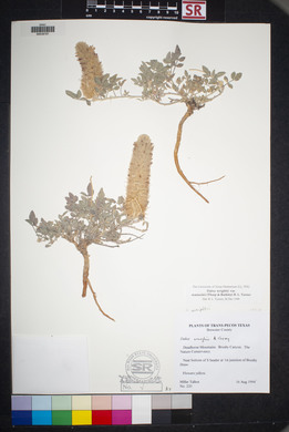 Dalea wrightii image