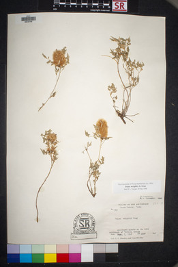 Dalea wrightii image